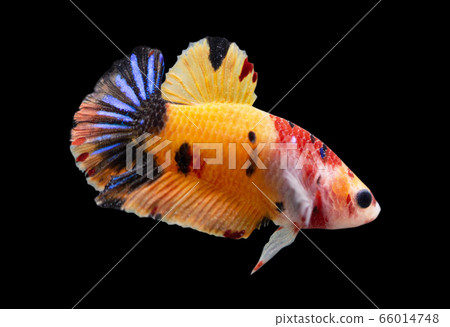 Betta Koi Nemo Base Yellow Halfmoon Plakat HMPK Male or Plakat Fighting Fish Splendens in Black Backgrounder. 66014748