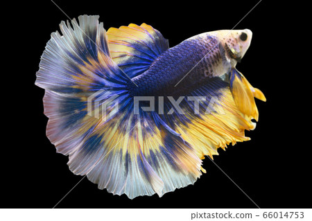 Betta Blue Mustard Butterfly Halfmoon HM Male or Plakat Fighting Fish Splendens in Black Backgrounder. Betta Blue Mustard Butterfly Halfmoon HM Male or Plakat Fighting Fish Splendens in Black Backgrounder. 66014753