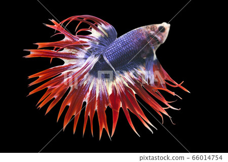 Betta Thai Flag Crow Tail Halfmoon Male CTHM or Plakat Fighting Fish Splendens in Black Backgrounder. Betta Thai Flag Crow Tail Halfmoon Male CTHM or Plakat Fighting Fish Splendens in Black Backgrounder. 66014754