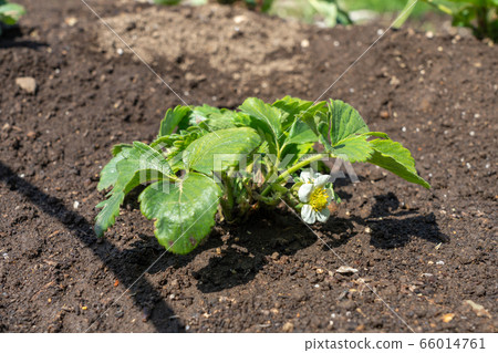 Strawberry Flower (Tochiotome) Home Garden March 66014761