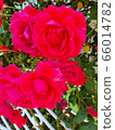 rose 66014782