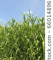 Blue sky green grass 66014896