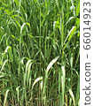 Green leaf 66014923