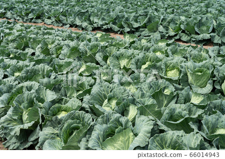 Cabbage field (May) 66014943