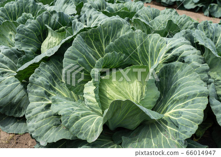 Cabbage field (May) 66014947