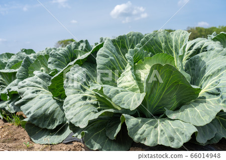Cabbage field (May) blue sky 66014948