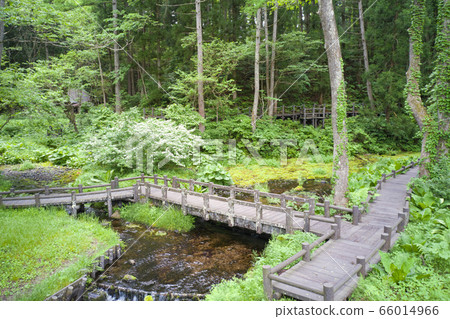 Himekawa Headwaters Nature Exploration Park, Hakuba Village, Nagano Prefecture (aerial view by drone) Himekawa Headwaters Nature Exploration Park, Hakuba Village, Nagano Prefecture (aerial view by drone) 66014966