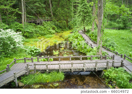 Himekawa Headwaters Nature Exploration Park, Hakuba Village, Nagano Prefecture (aerial view by drone) Himekawa Headwaters Nature Exploration Park, Hakuba Village, Nagano Prefecture (aerial view by drone) 66014972