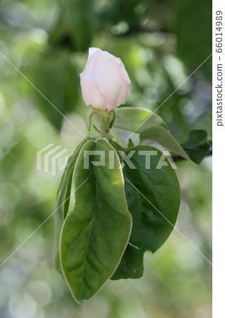 Quince tree flower. 66014989