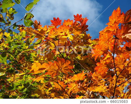 Autumn leaves of Hakkoda 66015083