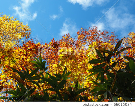 Hakkoda秋葉 66015084