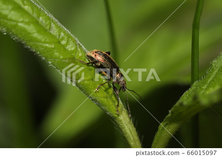 蘋果抓了象鼻蟲 66015097