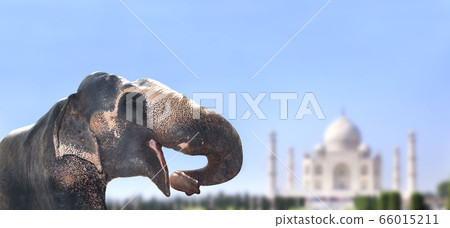Horizontal banner with elephant and Taj Mahal 66015211