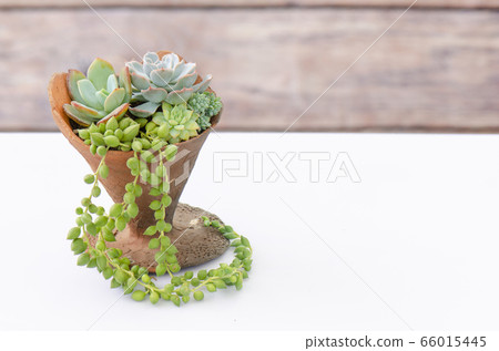 Mix of green echeveria succulent plants arrangement in ice cream cone shape clay pot on white table wooden background 66015445