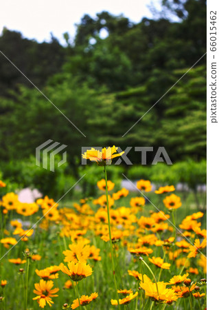 Yellow flower field 66015462