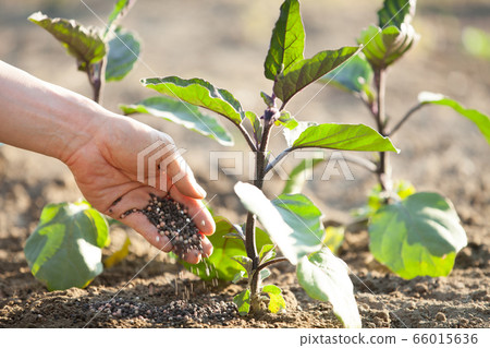 Additional fertilization Additional fertilization 66015636