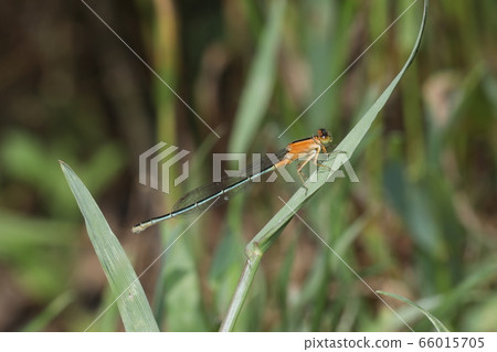 Ao montitonbo女 66015705