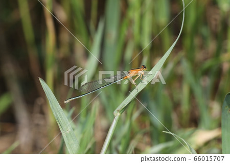 Ao montitonbo女 66015707