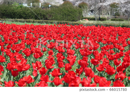 鬱金香領域的景觀 鬱金香領域的景觀 66015780