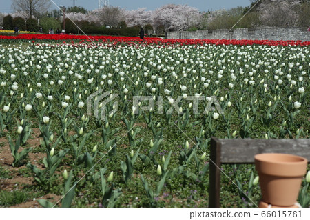 鬱金香領域的景觀 66015781