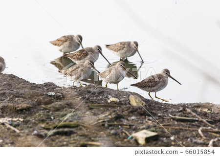 Long billed dowitcher 66015854