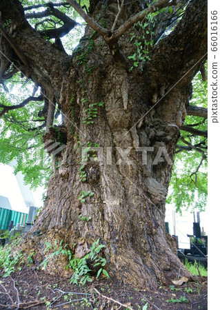 1264 Upside down Ginkgo of Shinpukuji 1264 Upside down Ginkgo of Shinpukuji 66016166