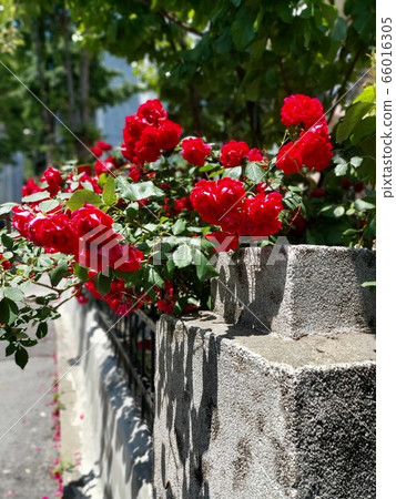 Rose fence 66016305