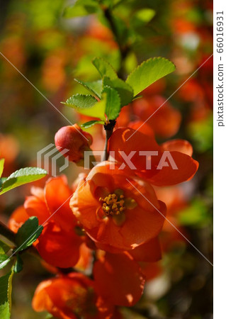 1273 Unfocused 66016931