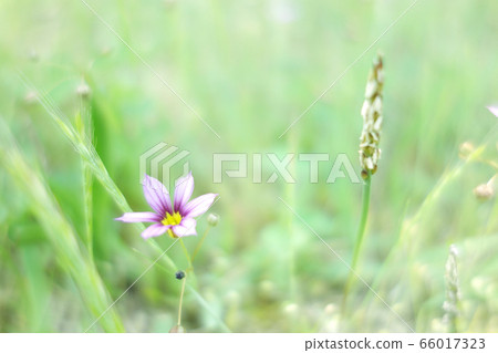 Michibata weed, garden stone iris, pomegranate Michibata weed, garden stone iris, pomegranate 66017323