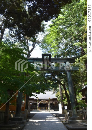 Hiratsuka Hachimangu, Kaya no Kuri, Kanagawa Prefecture Hiratsuka Hachimangu, Kaya no Kuri, Kanagawa Prefecture 66017383