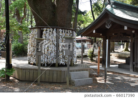 Hiratsuka Hachimangu Shrine, Kanagawa Prefecture Hiratsuka Hachimangu Shrine, Kanagawa Prefecture 66017390