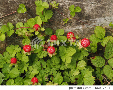 snake strawberry 66017524