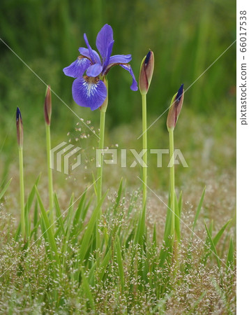 Iris Iris 66017538