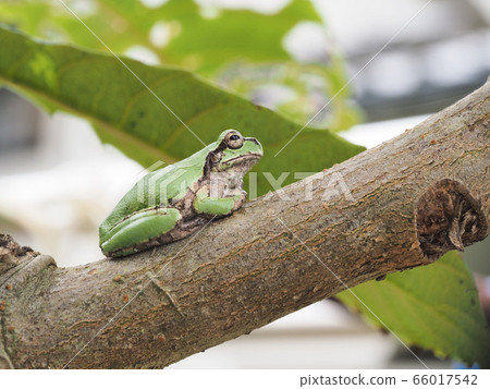 Tree frog 66017542