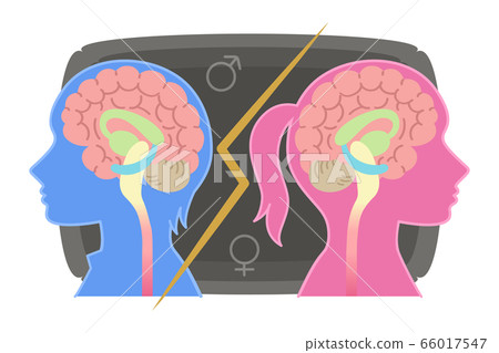 男性和女性大脑的插图 心理学 战斗 传球 图库插图