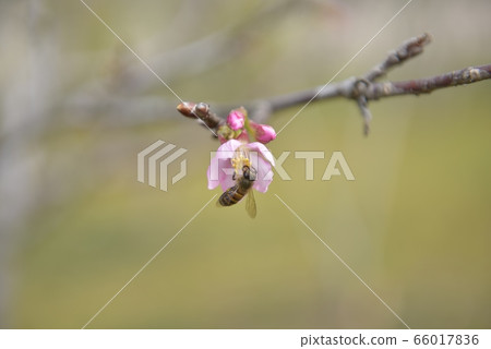 一船蜂蜜蜜蜂岩月粉色的小花狀的特殊特徵。 66017836