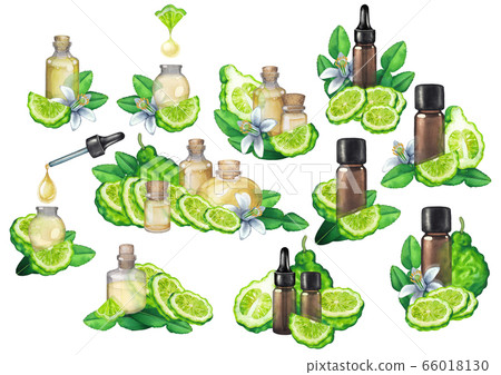 Collection of watercolor bergamot oils surrounded by fruits, leaves and flowers 66018130