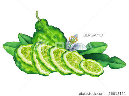 Watercolor whole and sliced bergamot fruits, leaves and flower 66018131