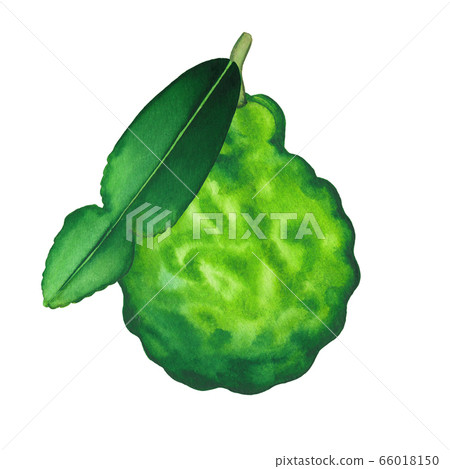 Watercolor bergamot fruit with leaf. Hand painted botanical design 66018150