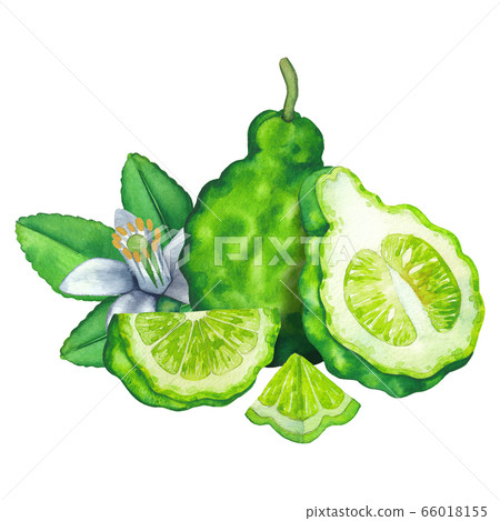 Watercolor whole and sliced bergamot fruits, leaves and flower 66018155