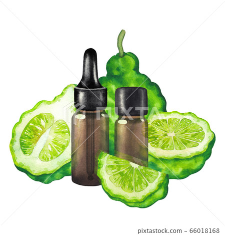 Watercolor oil bottles surrounded by bergamot fruits 66018168