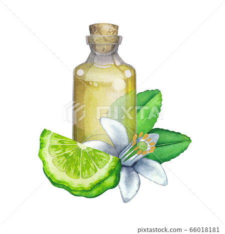 Watercolor oil bottle surrounded by bergamot fruits, leaves and flower 66018181