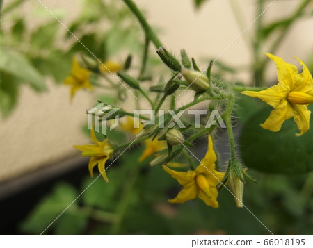 Mini tomato flower Petit tomato flower bud Mini tomato flower Petit tomato flower bud 66018195