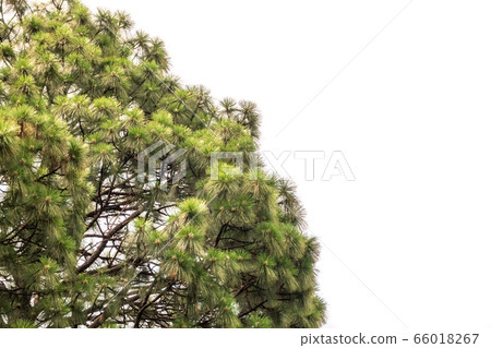 Pine tree isolated on white for Christmas design. Pine tree isolated on white for Christmas design. 66018267
