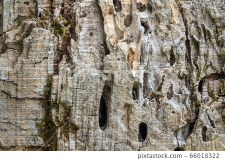 The bark of an old thick tree. Light gray trunk 66018322