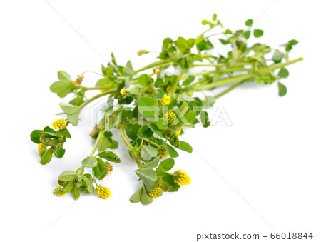 Trifolium dubium, the lesser trefoil, suckling 66018844