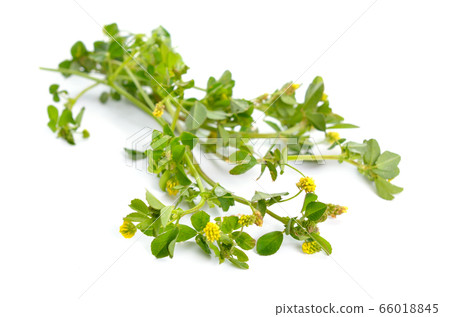 Trifolium dubium, the lesser trefoil, suckling Trifolium dubium, the lesser trefoil, suckling 66018845