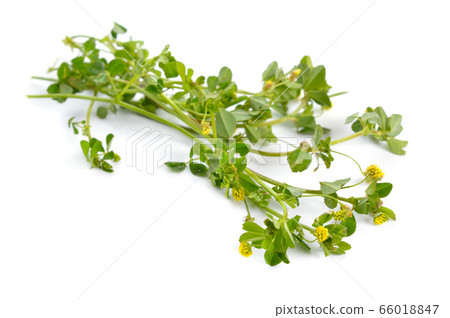 Trifolium dubium, the lesser trefoil, suckling Trifolium dubium, the lesser trefoil, suckling 66018847