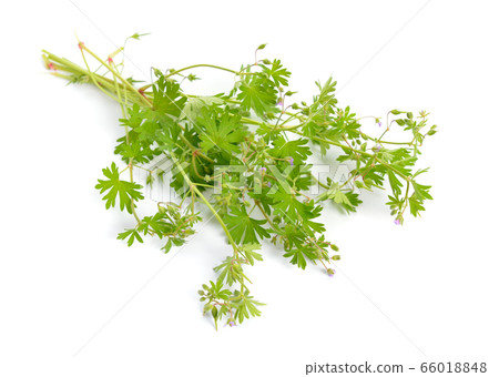 Geranium sylvaticum wood cranesbill, woodland Geranium sylvaticum wood cranesbill, woodland 66018848
