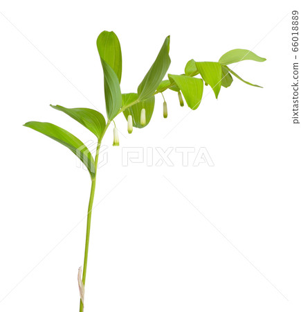 Polygonatum odoratum, Solomon's seal or scented Polygonatum odoratum, Solomon's seal or scented 66018889